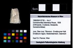 Foto (Objekt + Etikett) von Goniodromites bidentatus (Reuss, 1858)  (NHMW-GEO-1990-0041-2736)
